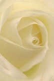 The image draws you tenderly into the luminous centre of a cream-white rose, as if you're sheltered within its gentle embrace on a quiet Woodford morning. Each petal opens in a slow, spiraling unfurl, delicate as a sigh, inviting your imagination to wander through its silken textures and subtle ivory tones. Soft shadows curve gracefully between the layers, creating depth and an almost theatrical sense of intimacy. The mood is one of serene comfort, reminiscent of peaceful moments in Knighton Woods or the hush that settles across the town at dawn. As a florist rooted in the Woodford community, I see profound symbolism in this bloom-a tribute to reverence, a natural token for expressing sympathy, respect, or heartfelt congratulations. Its understated fragrance lingers just at the edge of consciousness, sweet yet restrained, as recognizable as the warmth behind every thoughtful bouquet delivered here. This close perspective beautifully captures the emotion and careful artistry behind every meaningful floral selection made for Woodford's cherished occasions.